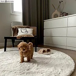 Ronde vloerkleden - Cloud Super Soft (offwhite)