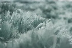 Hoogpolig vloerkleed - Janjira (blauw/groen)