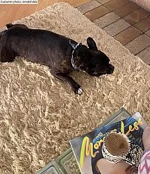 Wollen-vloerkleed - Aliste Wool Shaggy (alabaster gleam)