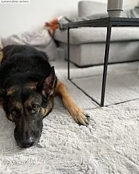 Hoogpolig vloerkleed - Cloud Super Soft (grijs)